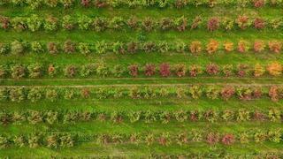 Sonbaharın renk cümbüşü Uludağ eteklerinde