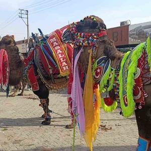 Çan’da havut giydirme hayrı düzenlendi