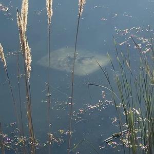 Ehliyetsiz sürücü araçla gölete düştü