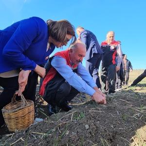 Çorum'da Safran Hasat Şenliği yapıldı