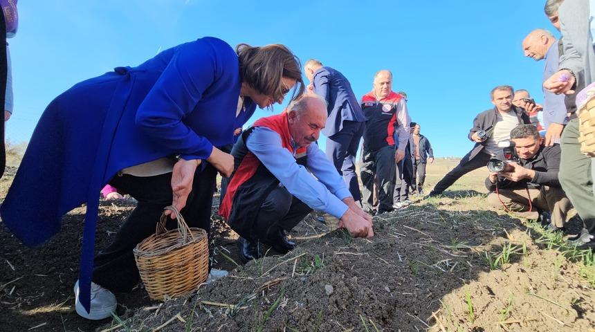 Çorum'da Safran Hasat Şenliği yapıldı