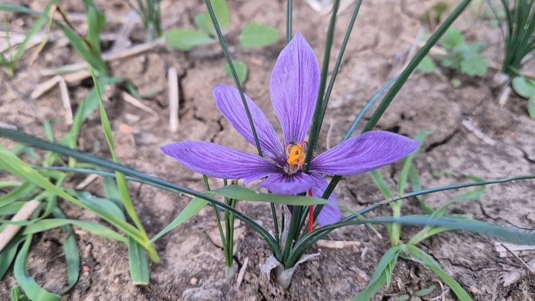  Çok bilinmiyor  Servet fışkırıyor! 600 bin TL...  Ucuz bile sayılır  4