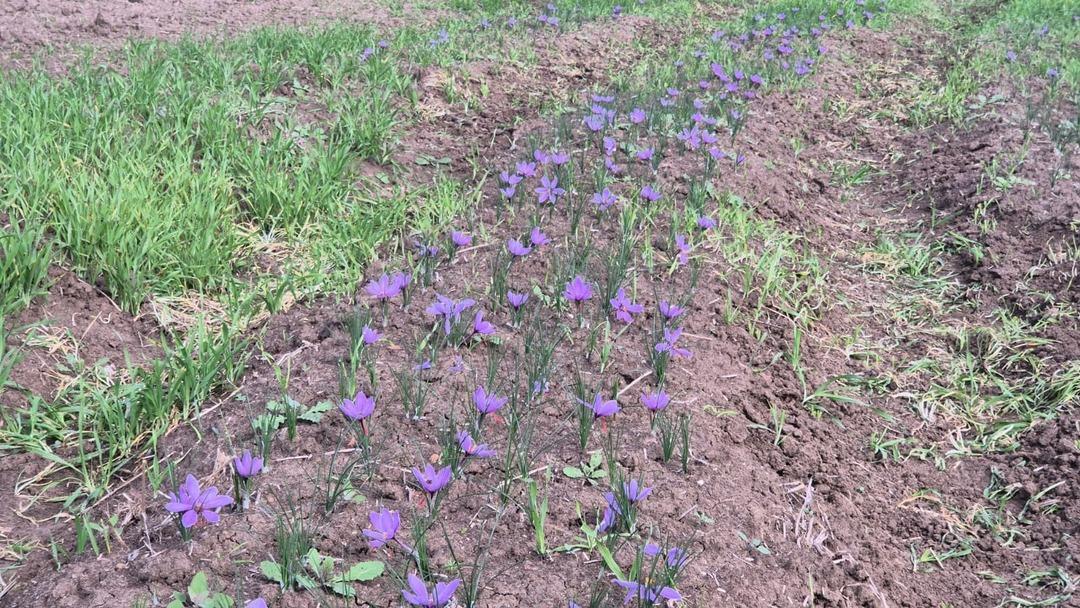  Çok bilinmiyor  Servet fışkırıyor! 600 bin TL...  Ucuz bile sayılır  5