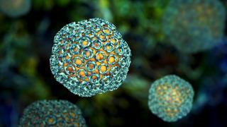 Hayvanlardan insana bulaşan ölümcül salgın yayılıyor: 29 kişiyi öldürdü!