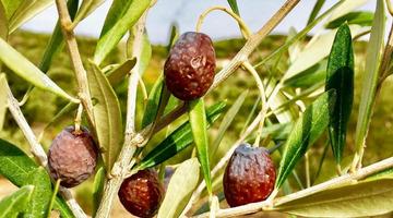 Kilosu 300 TL... Zeytinin en doğal hali, iklimin doğal hediyesi: Karaburun Furma Zeytini