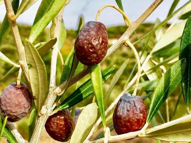 Kilosu 300 TL: Zeytinin en doğal hali