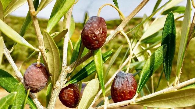 Kilosu 300 TL... Zeytinin en doğal hali, iklimin doğal hediyesi: Karaburun Furma Zeytini