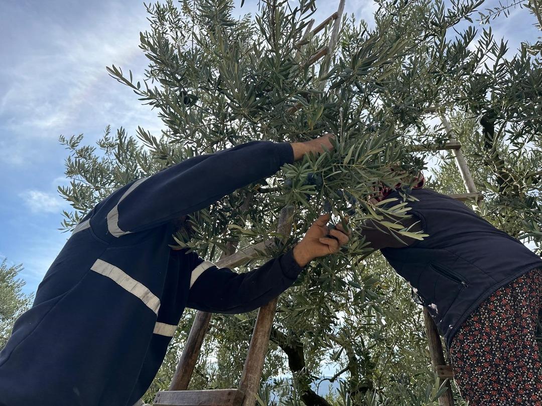 Zeytin Avrupa&rsquo;da parlıyor: Yılda 50 ton yurt dışına gidiyor! İsvi&ccedil;re sofralarını s&uuml;sleyen zeytinde bu yıl kalite y&uuml;ksek 1