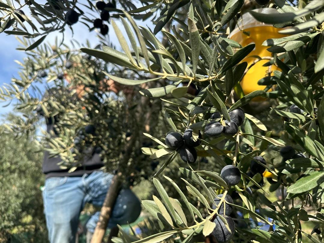 Zeytin Avrupa&rsquo;da parlıyor: Yılda 50 ton yurt dışına gidiyor! İsvi&ccedil;re sofralarını s&uuml;sleyen zeytinde bu yıl kalite y&uuml;ksek 2