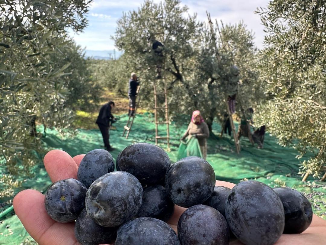 Zeytin Avrupa&rsquo;da parlıyor: Yılda 50 ton yurt dışına gidiyor! İsvi&ccedil;re sofralarını s&uuml;sleyen zeytinde bu yıl kalite y&uuml;ksek 4