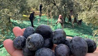 Yılda 50 ton yurt dışına gidiyor