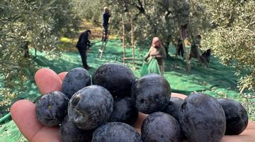 Zeytin Avrupa’da parlıyor: Yılda 50 ton yurt dışına gidiyor! İsviçre sofralarını süsleyen zeytinde bu yıl kalite yüksek