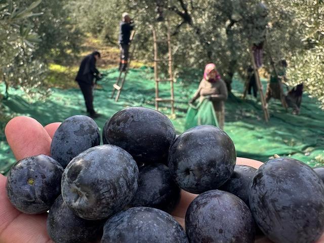 Yılda 50 ton yurt dışına gidiyor