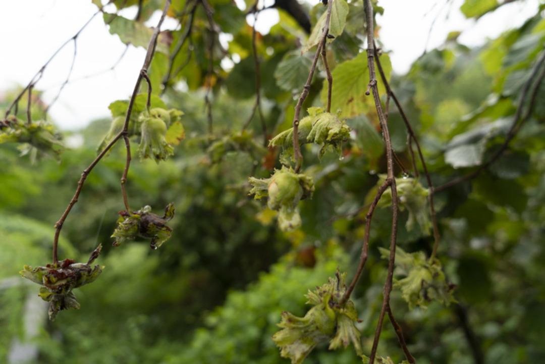 Rekabet Kurumu ndan Nutella nın üreticisi Ferrero ya sert tepki  Türkiye yi suçlayarak prestij devşirilmemelidir  3