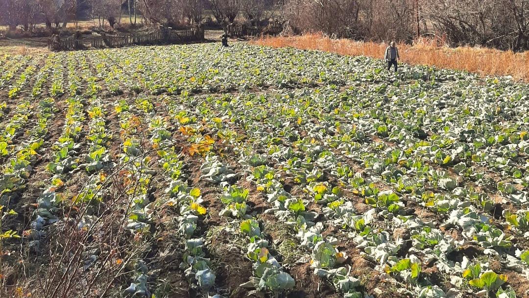 Yer Giresun... “Alucra Kelemi”ne dadandılar! Lahana tarlalarında hırsızlık alarmı: "Köylülerimiz mecburen nöbet tutmaya başladı" 1