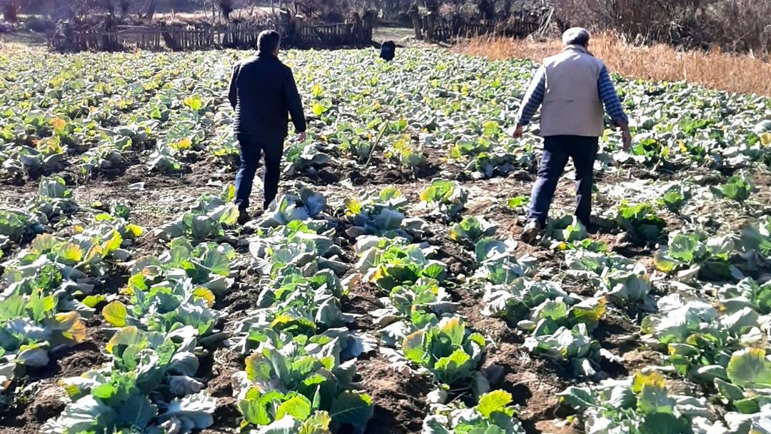 Yer Giresun... “Alucra Kelemi”ne dadandılar! Lahana tarlalarında hırsızlık alarmı: "Köylülerimiz mecburen nöbet tutmaya başladı" 3