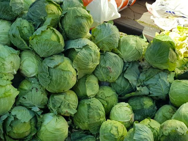 Yer Giresun... “Alucra Kelemi”ne dadandılar! Lahana tarlalarında hırsızlık alarmı: "Köylülerimiz mecburen nöbet tutmaya başladı"