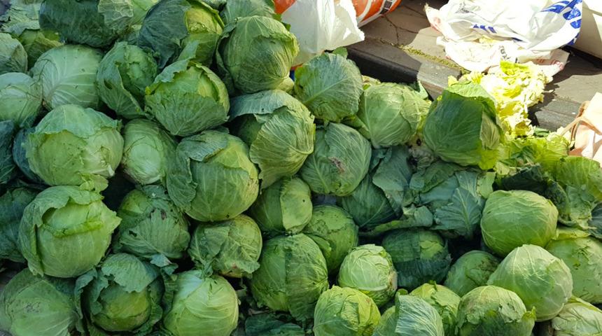 Yer Giresun... “Alucra Kelemi”ne dadandılar! Lahana tarlalarında hırsızlık alarmı: "Köylülerimiz mecburen nöbet tutmaya başladı"