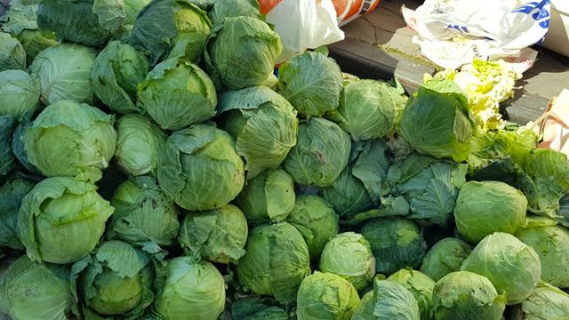 Yer Giresun... “Alucra Kelemi”ne dadandılar! Lahana tarlalarında hırsızlık alarmı: Köylülerimiz mecburen nöbet tutmaya başladı