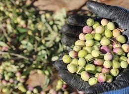 Marmarabirlik ürün alım fiyatlarını açıkladı