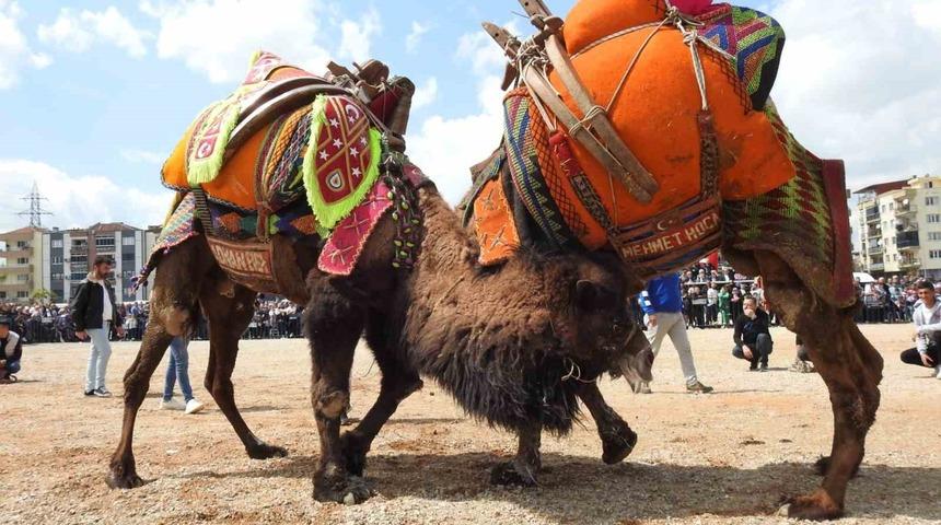 Buldan deve güreşlerine şap engeli