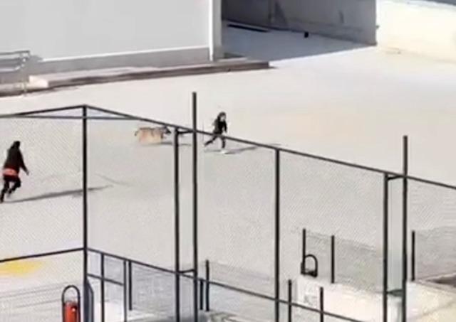 Okul bahçesine giren köpek çocuklara büyük panik yaşattı: O anlar kameraya yansıdı 2
