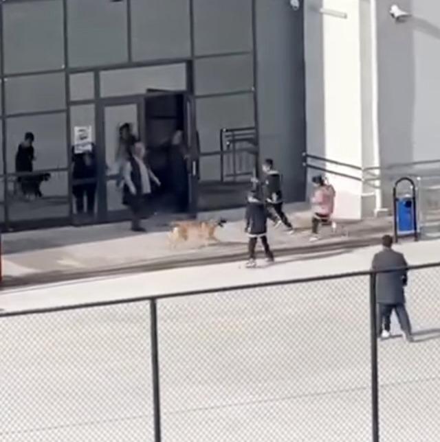Okul bahçesine giren köpek çocuklara büyük panik yaşattı: O anlar kameraya yansıdı 3