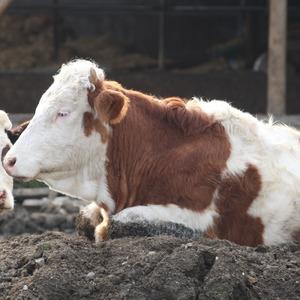 Bolu’da 18 köy ve 4 mahallede şap karantinası