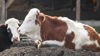 Bolu’da 18 köy ve 4 mahallede şap karantinası