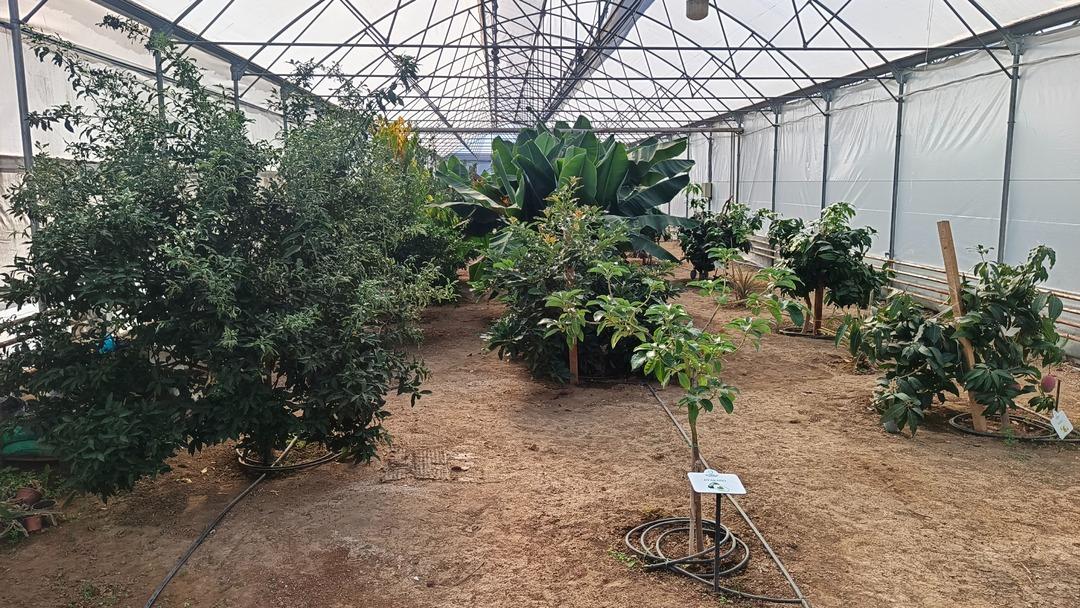 Herkes Karadeniz de yetişmez diyordu! O il imkansızı başardı!  1