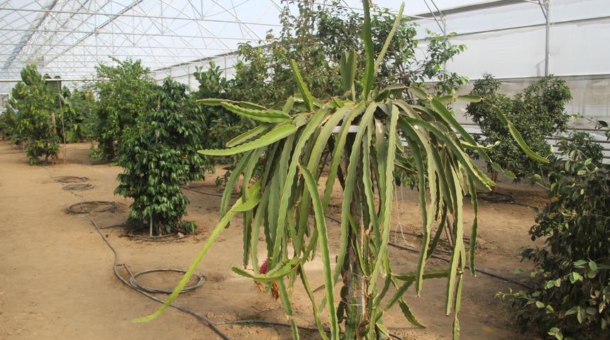 Herkes Karadeniz'de yetişmez diyordu! O il imkansızı başardı! 