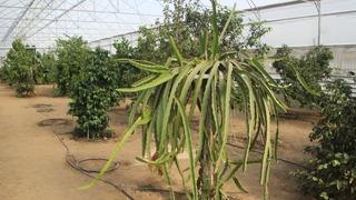 Herkes Karadeniz'de yetişmez diyordu! O il imkansızı başardı! 