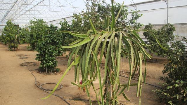 Herkes Karadeniz'de yetişmez diyordu! O il imkansızı başardı! 