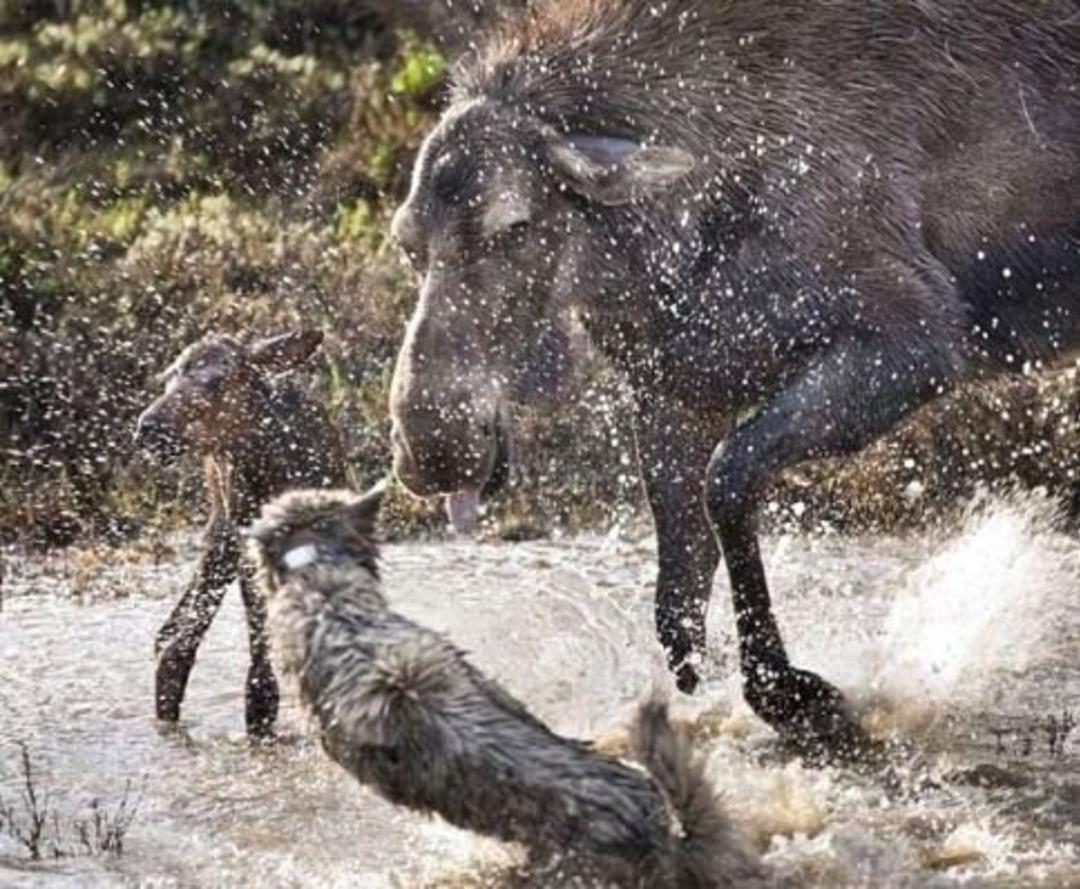 Kurt s&uuml;r&uuml;s&uuml;n&uuml;n i&ccedil;inde amansız m&uuml;cadele!