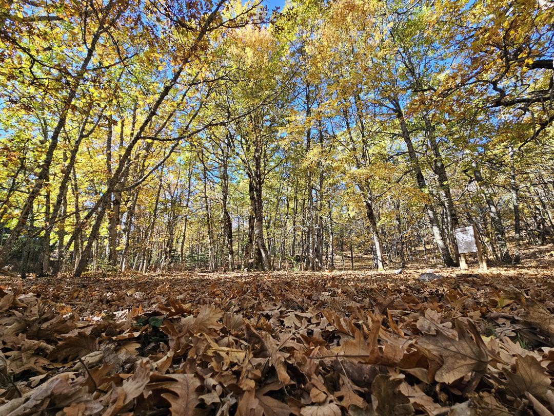 1200xauto Bu ormana izinsiz girmenin cezası: 557 bin 212 TL! Dünyada tek: 1000 yıllık kasnak meşeleri...