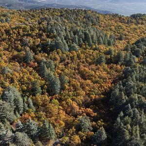 Bu ormana izinsiz girmenin cezası: 557 bin 212 TL! Dünyada tek: 1000 yıllık kasnak meşeleri...