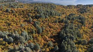 Bu ormana izinsiz girmenin cezası: 557 bin 212 TL! Dünyada tek: 1000 yıllık kasnak meşeleri...