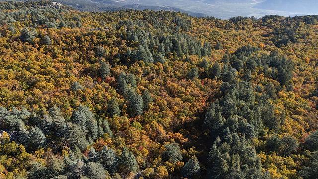 Bu ormana izinsiz girmenin cezası: 557 bin 212 TL! Dünyada tek: 1000 yıllık kasnak meşeleri...