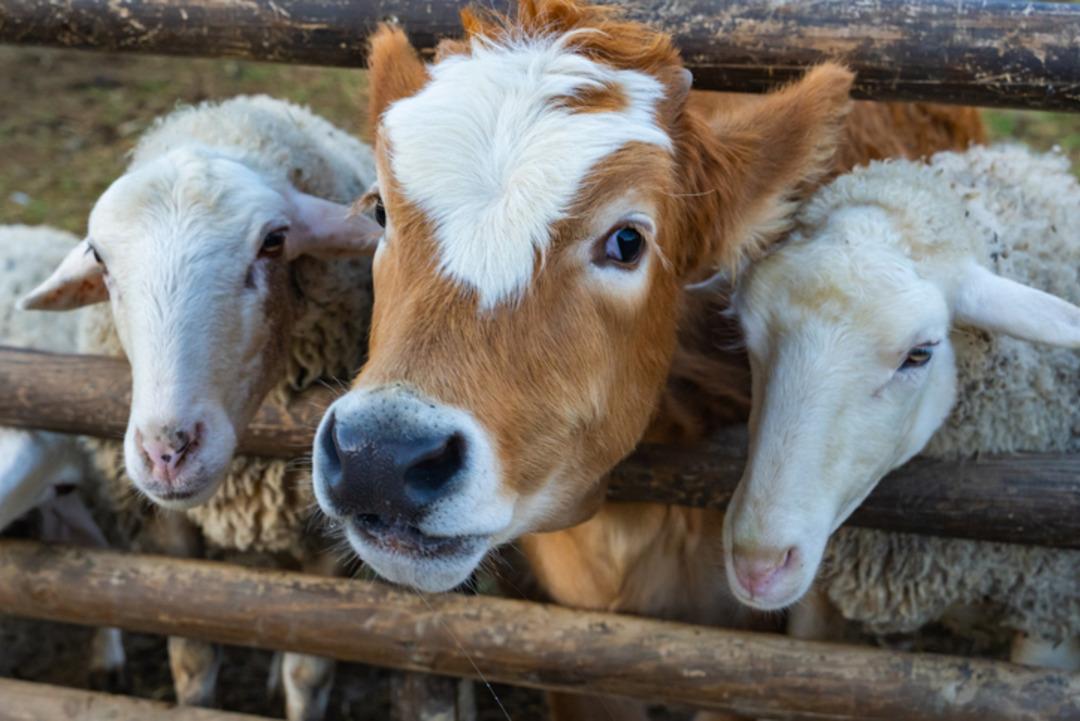 Ülke genelinde karantina uygulanmıştı! Bakanlık tan açıklama  Yüzde 92 si aşılandı  O paylaşımlara adli süreç başlıyor 2