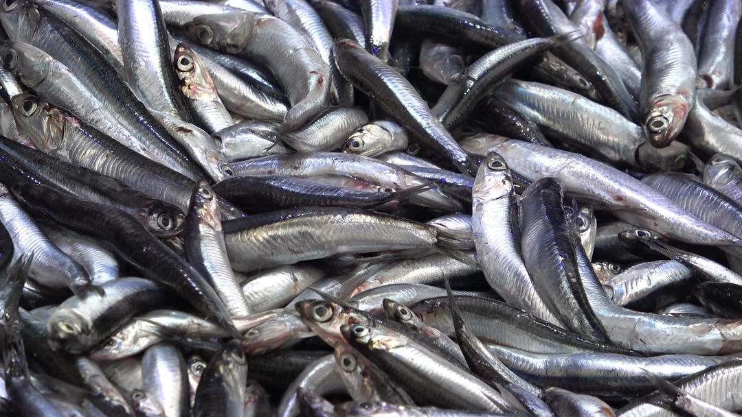 50 TL ye düştü! Fiyatı duyar duymaz koştular  Böylesini görmedim  3