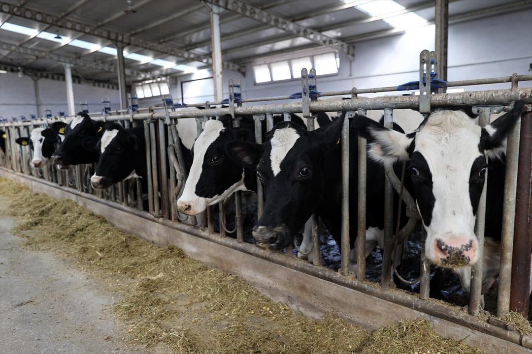 Her gün gelip alıyorlar  Pazar sıkıntısı yaşamıyor  2 milyon 400 bin TL  sayesinde kurdu 1