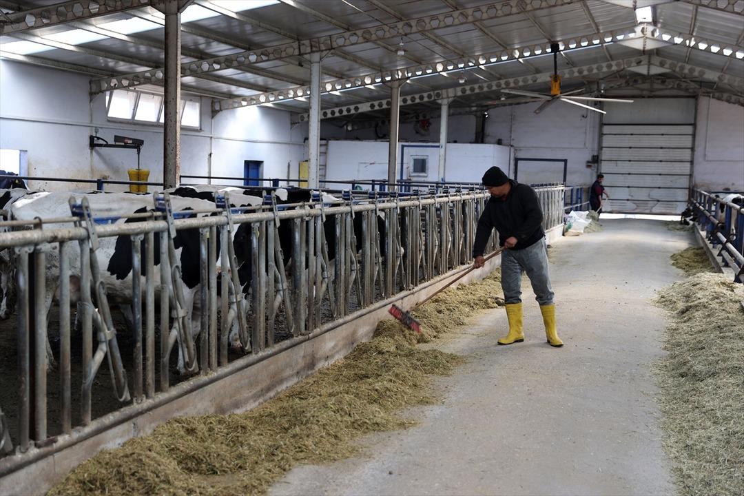 Her gün gelip alıyorlar  Pazar sıkıntısı yaşamıyor  2 milyon 400 bin TL  sayesinde kurdu 2