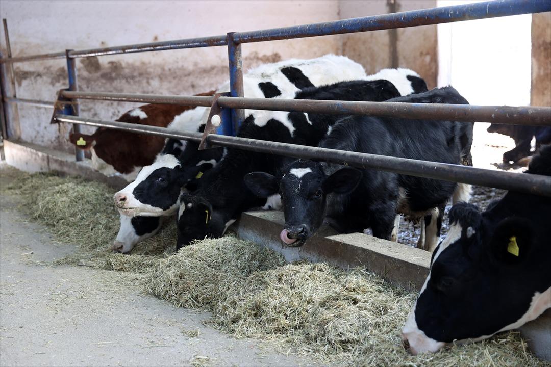 Her gün gelip alıyorlar  Pazar sıkıntısı yaşamıyor  2 milyon 400 bin TL  sayesinde kurdu 3