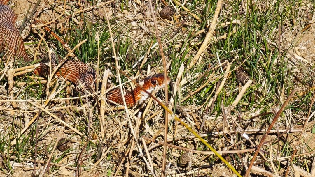 Köyde yürürken ilk kez gördü! Hemen fotoğrafını çekti 1
