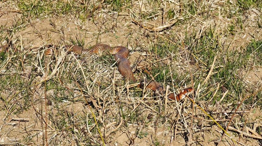 Köyde yürürken ilk kez gördü! Hemen fotoğrafını çekti