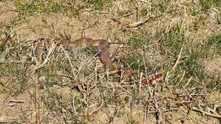 Köyde yürürken ilk kez gördü! Hemen fotoğrafını çekti