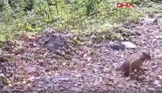 Çakal, fotokapana yakalandı