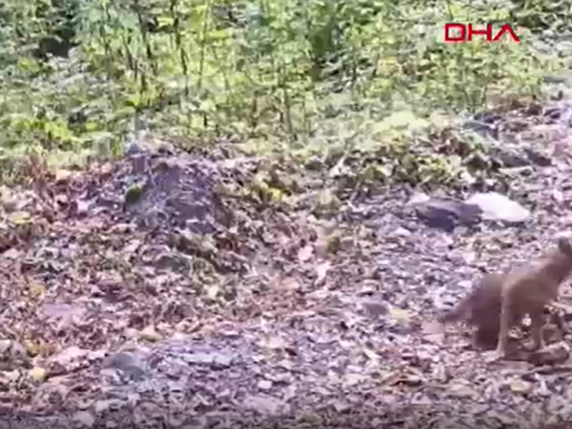 Çakal, fotokapana yakalandı