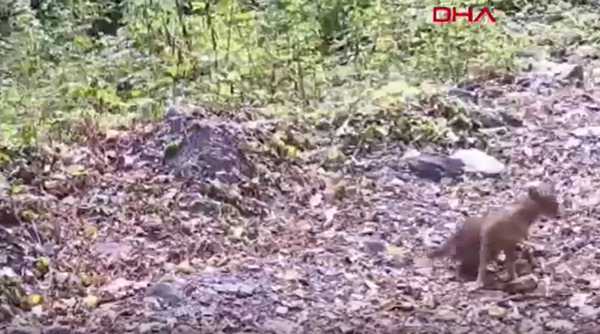 Çakal, fotokapana yakalandı