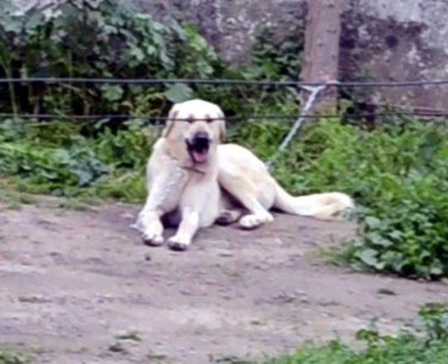 Köpeğe tecavüz iddiasıyla tartaklandı